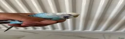 Budgerigars birds for sale: Pair of Budgies with Cage  in Birmingham - Advert 2