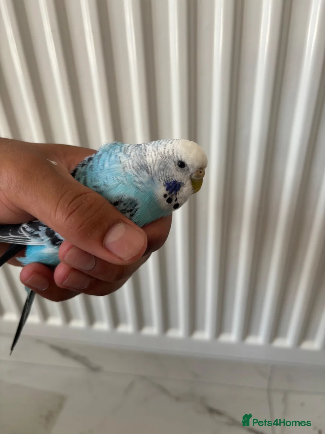 Budgerigars birds for sale: Pair of Budgies with Cage  in Birmingham - Advert 2