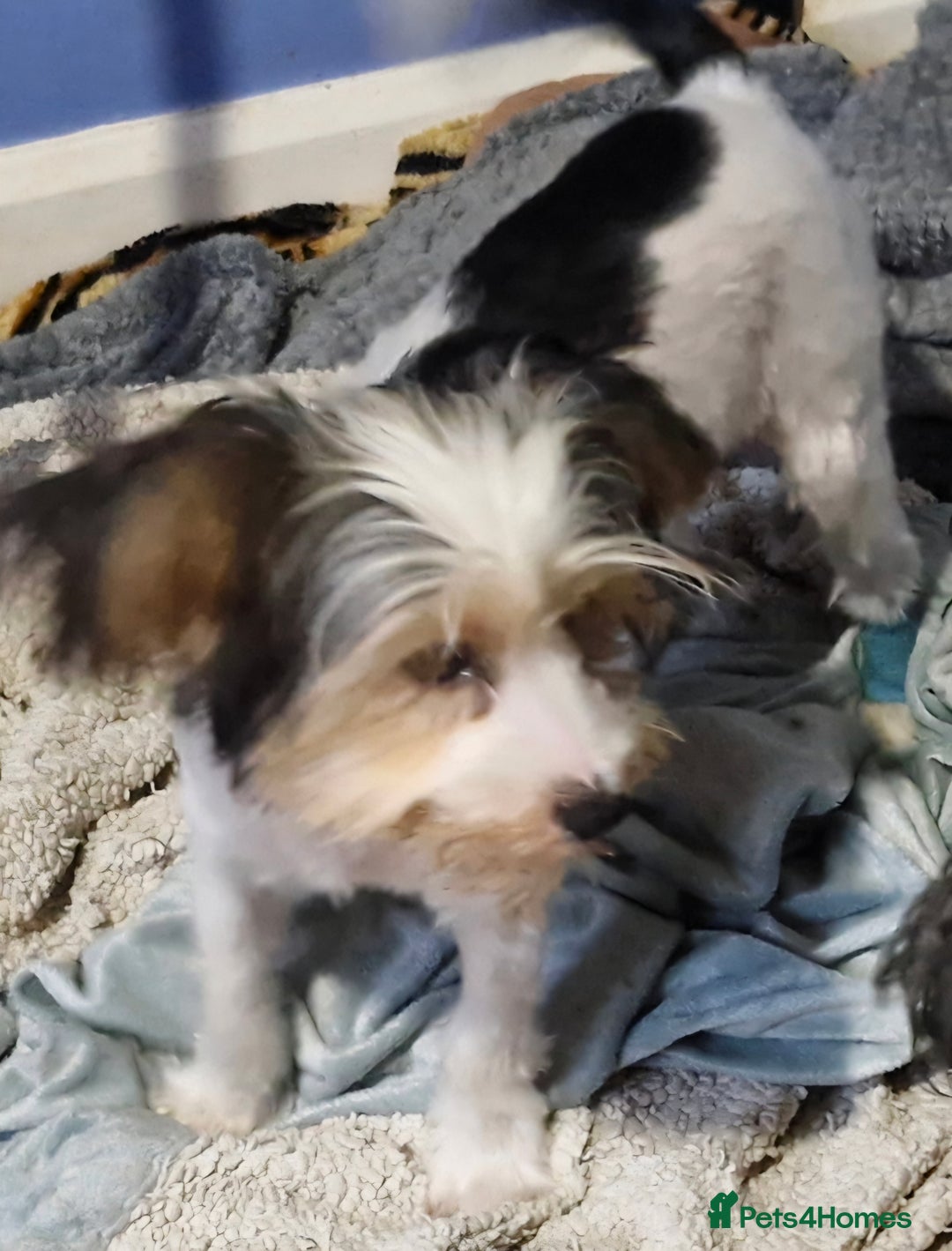 Biewer Terrier dogs for sale: Biewer Yorkshire Terrier MALE Puppy - Image 5