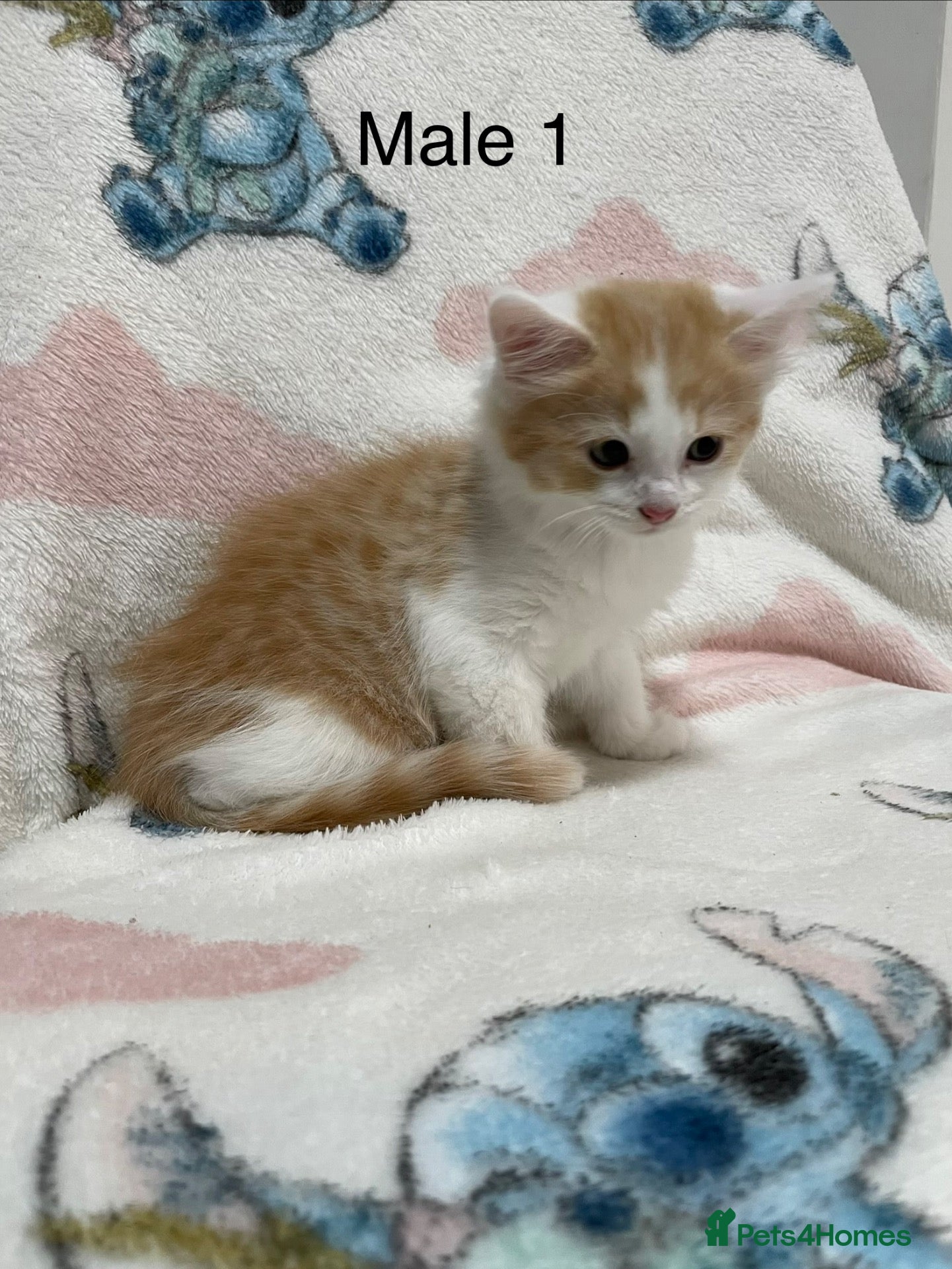 Mixed Breed cats Four Lovely Kittens For Sale - £90 - Advert 8