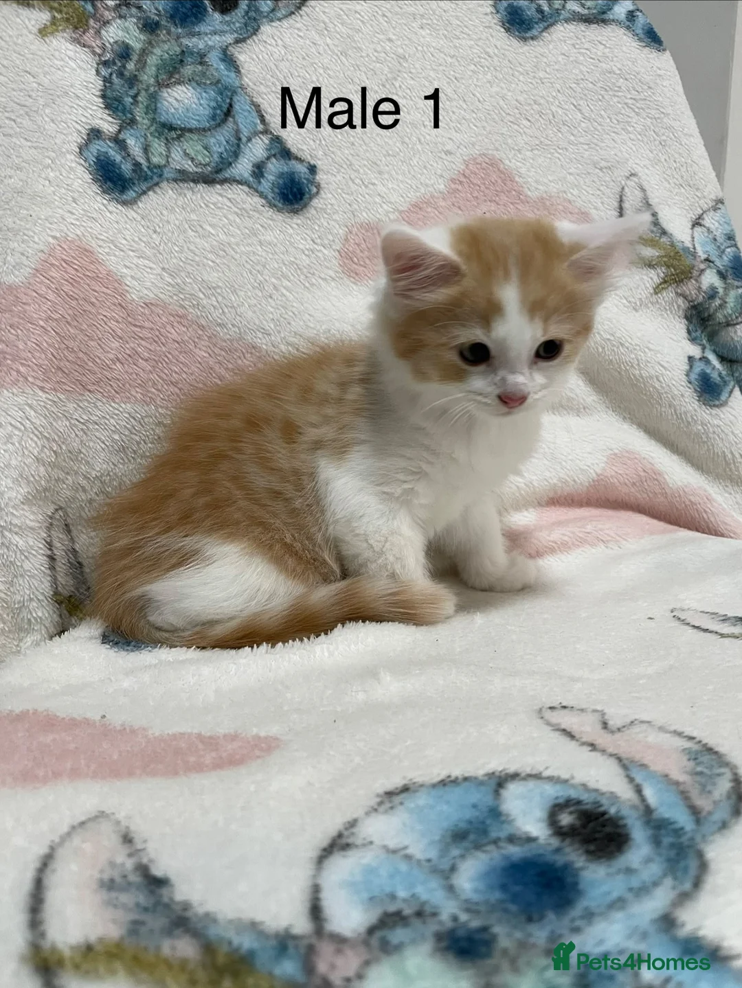 Mixed Breed cats for sale: Four Lovely Kittens For Sale - £90 - Advert 1