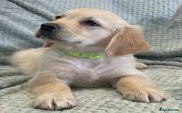 Golden Retriever dogs for sale: Quality Litter Of KC Reg Golden Retriever Puppies  - Image 22