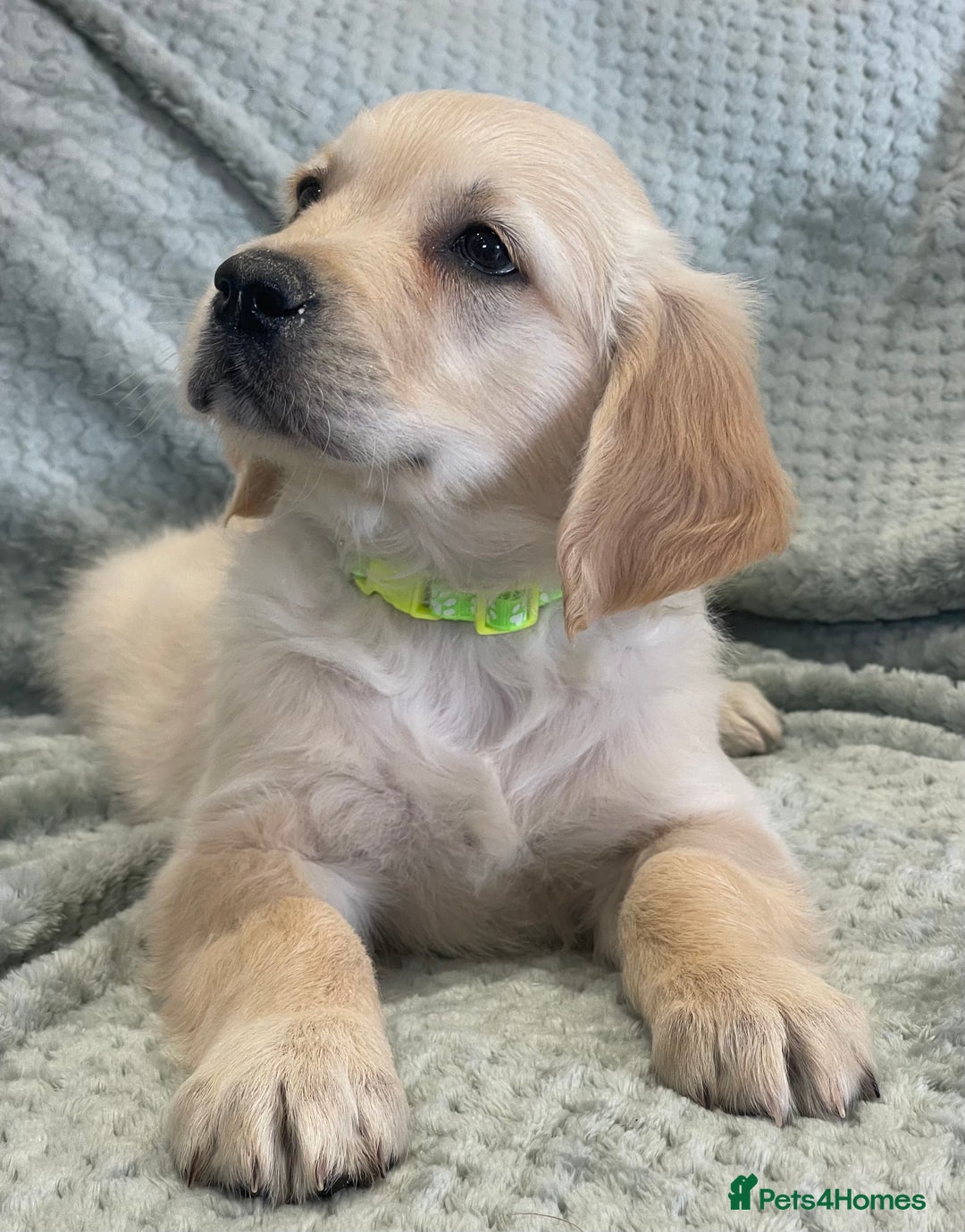 Golden Retriever dogs for sale: Quality Litter Of KC Reg Golden Retriever Puppies  - Image 22