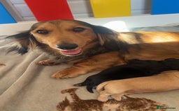 Miniature Dachshund dogs for sale: CREAM MINIATURE DACHSHUNDS💛 - Image 7