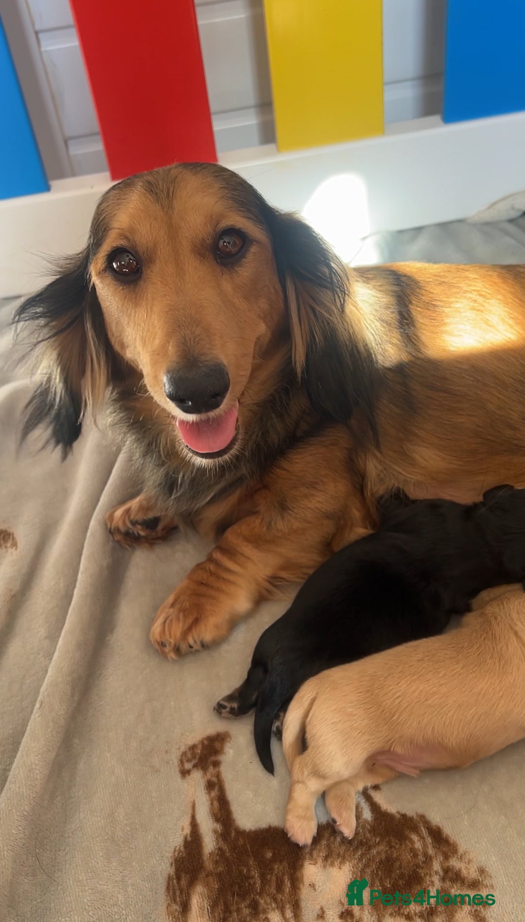 Miniature Dachshund dogs for sale: CREAM MINIATURE DACHSHUNDS💛 - Image 7