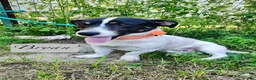 Mixed Breed dogs for adoption: Bryan, 1 yr approx. Available for adoption. in Brixham - Advert 7