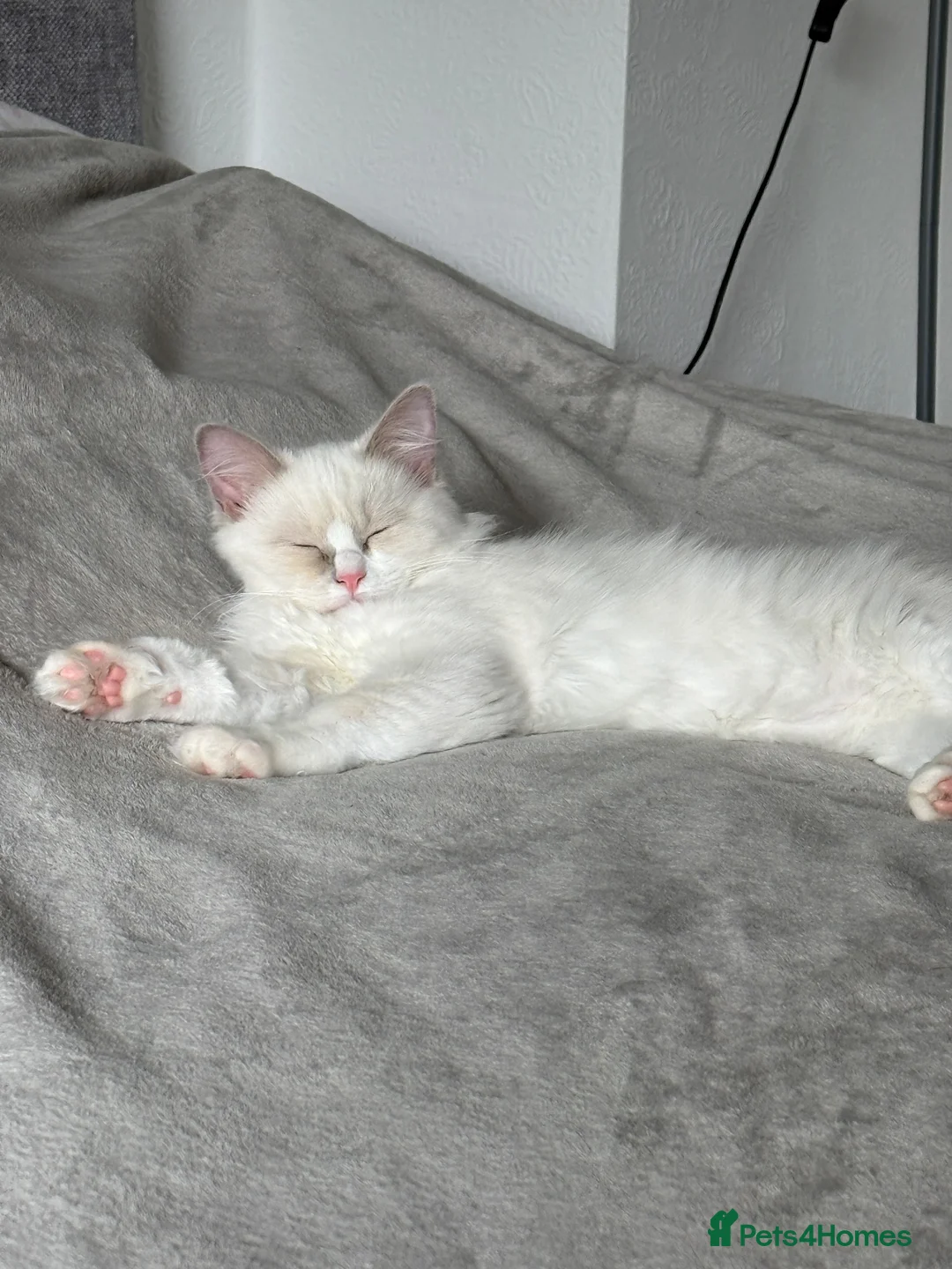 Ragdoll cats for sale: Most Affectionate, Gentle, Rare Colour Ragdoll - Advert 2