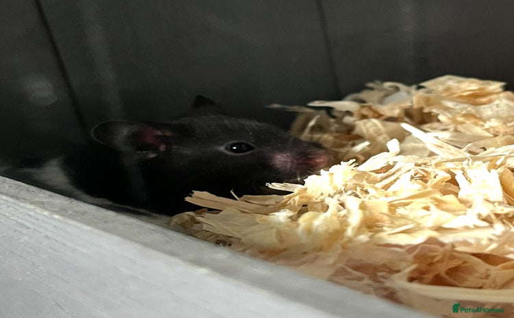 Hamster rodents - Advert 10