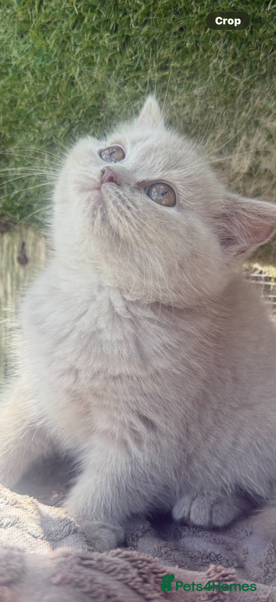 British Shorthair cats BSH Fawn & Lilac, Dark Chocolate 😻😻 - Advert 13