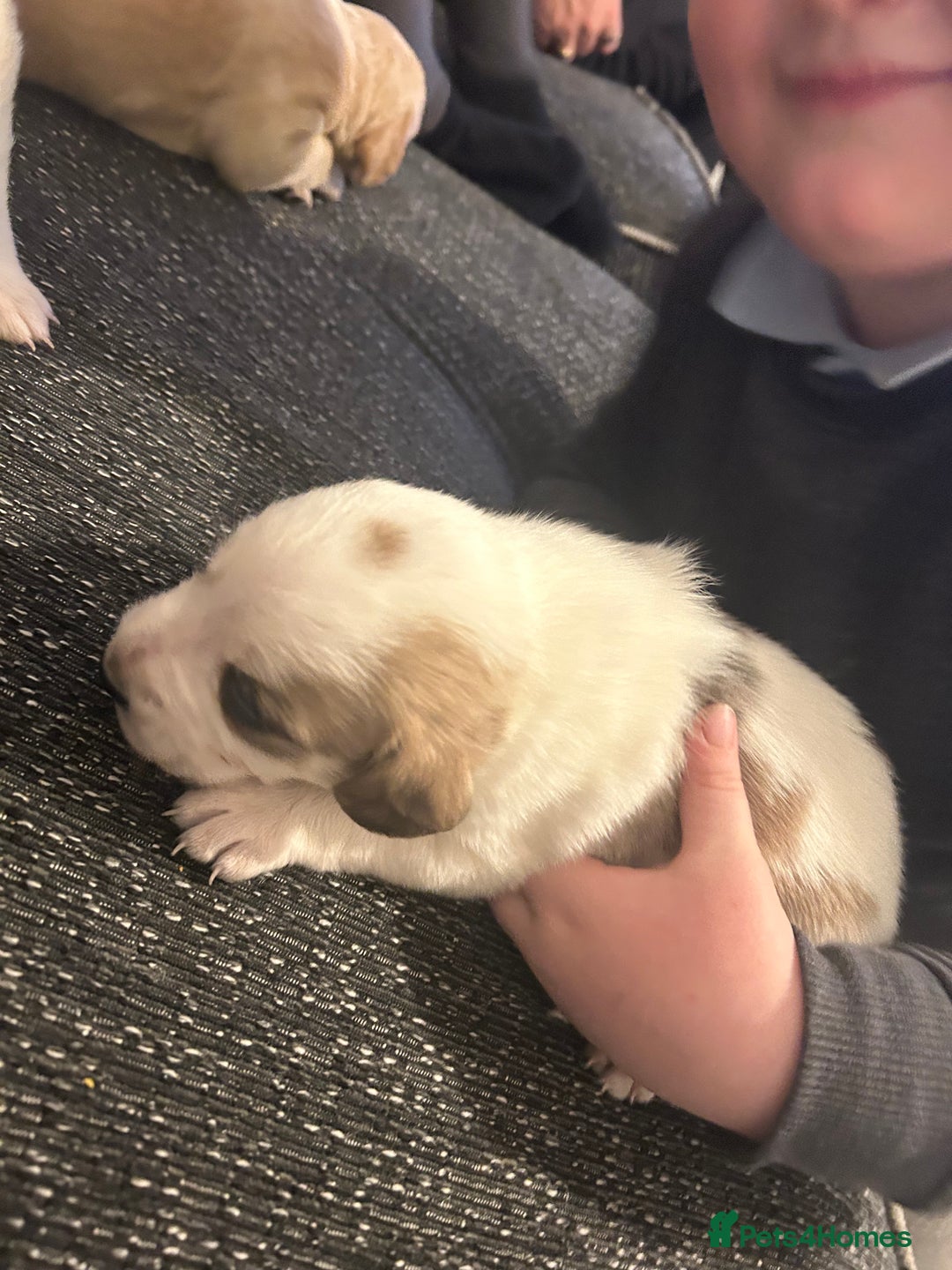 Cockerdor dogs for sale: Cockador puppies  - Advert 4