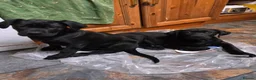 Mixed Breed dogs for sale: ONLY 3 LEFT - Corsodors - Labrador X Corso Puppies - Advert 1
