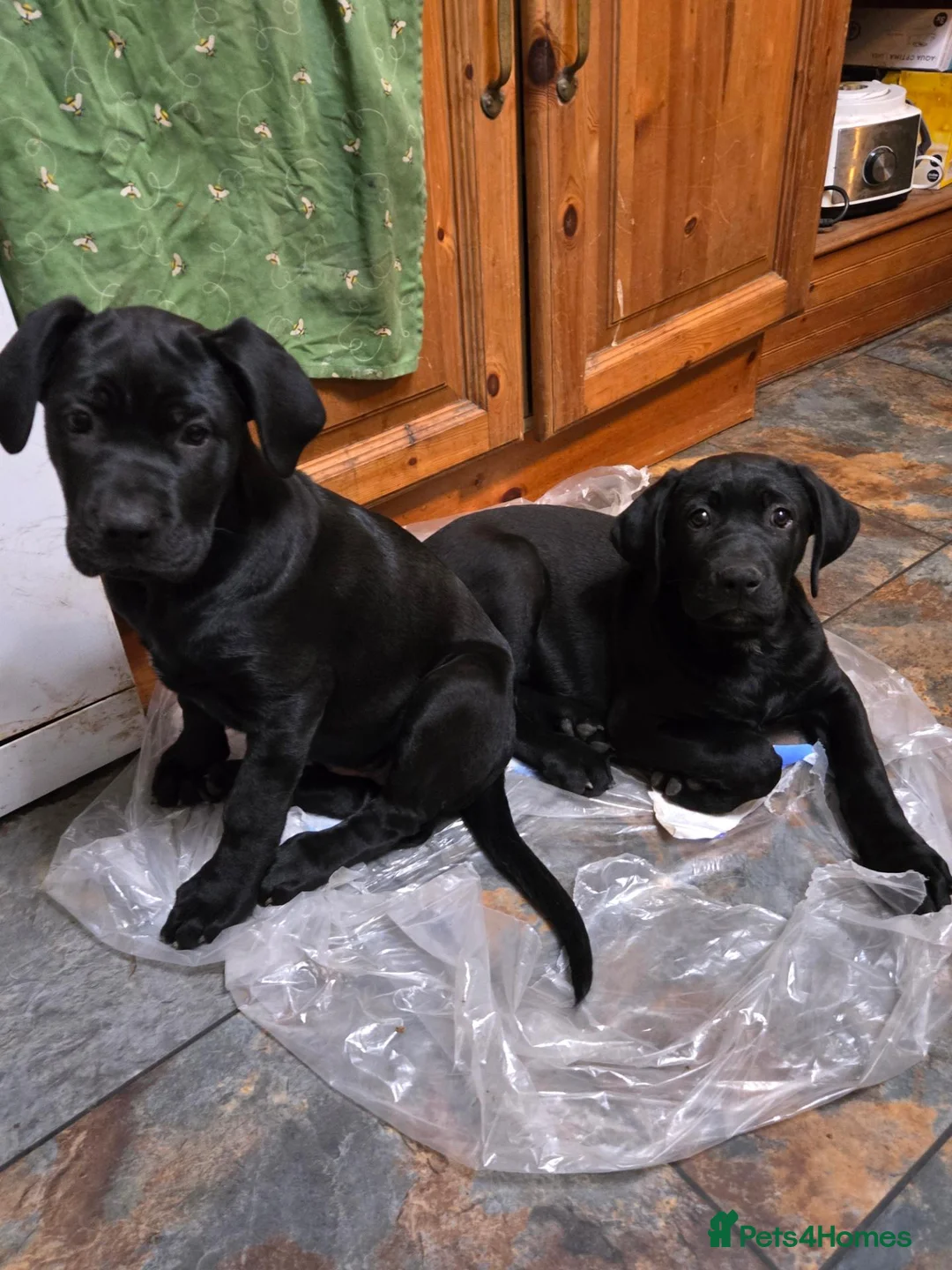 Mixed Breed dogs for sale: ONLY 3 LEFT - Corsodors - Labrador X Corso Puppies - Advert 1