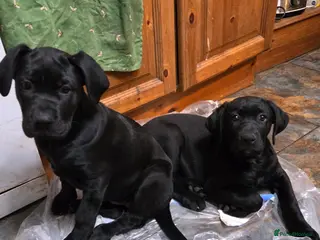 Mixed Breed dogs Corsodors - Labrador X Italian Corso Puppies - Advert 6