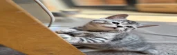 Scottish Fold cats for sale: Scottish Straight Kittens  - Advert 12