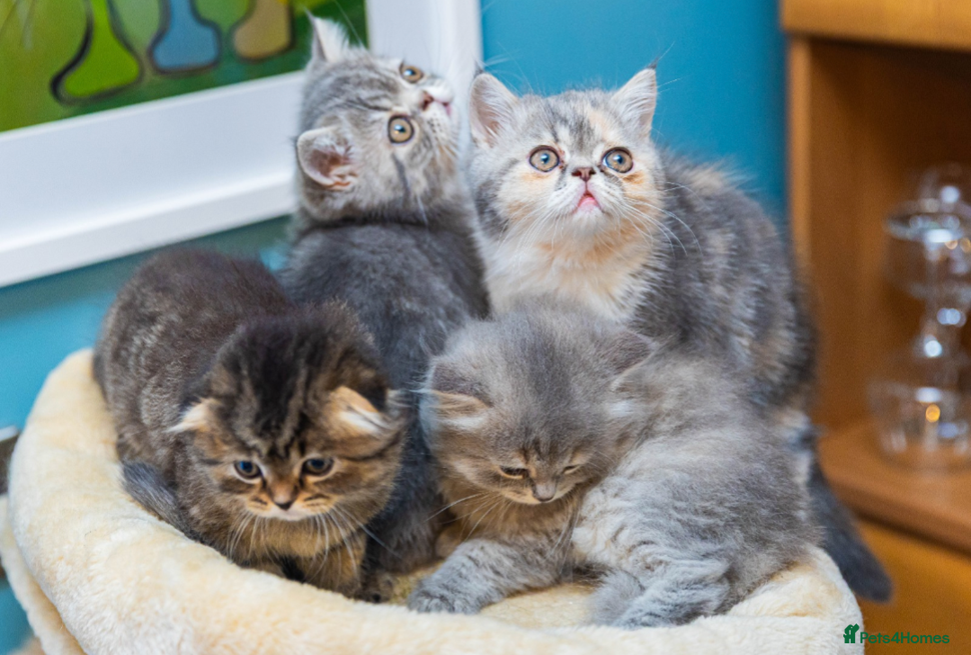 Exotic cats for sale: Exotic Kitten 1 - Pure breed beautiful chunky boy Exotic - Image 7