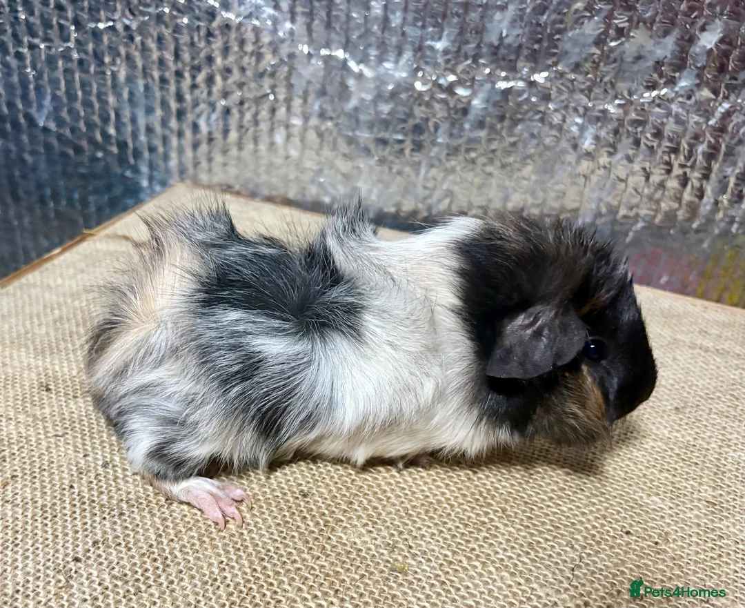 Guinea Pig rodents for sale: Beautiful baby guinea pigs FUNKY, roans & crested - Advert 1