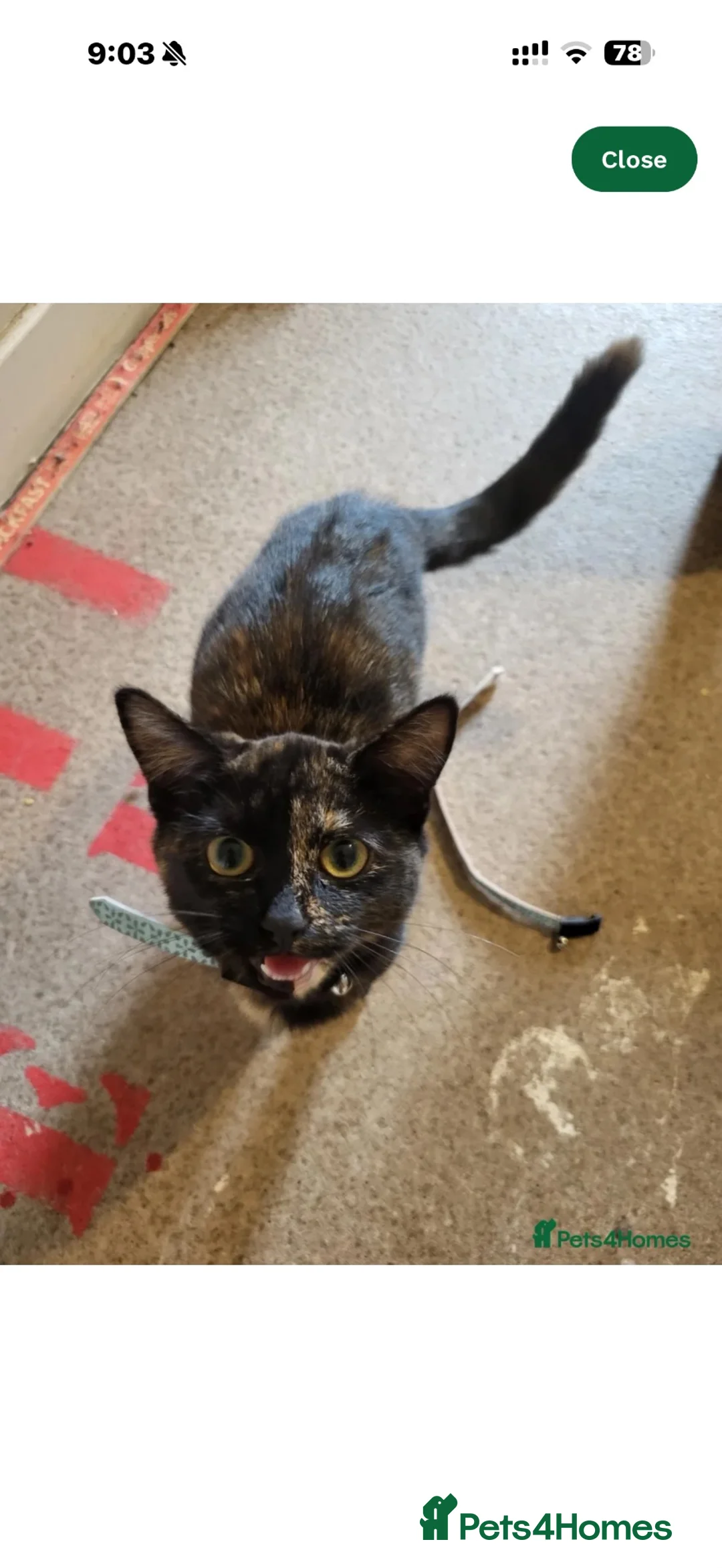 Domestic Shorthair cats for sale: 6 month old kitten  - Advert 2