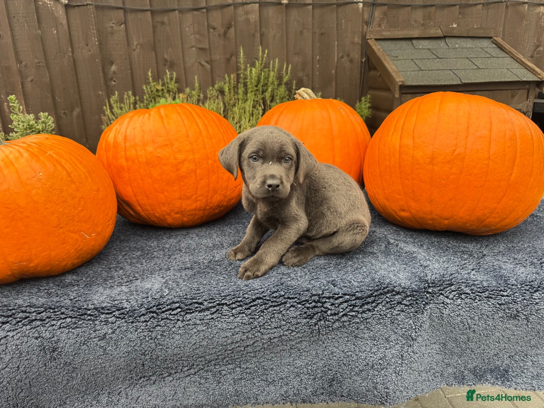Labrador Retriever dogs for sale: stunning Lab Puppies Rare Colours & Family Raised - Image 15