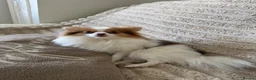 Pomeranian dogs for sale: Beautiful parti female - Advert 1