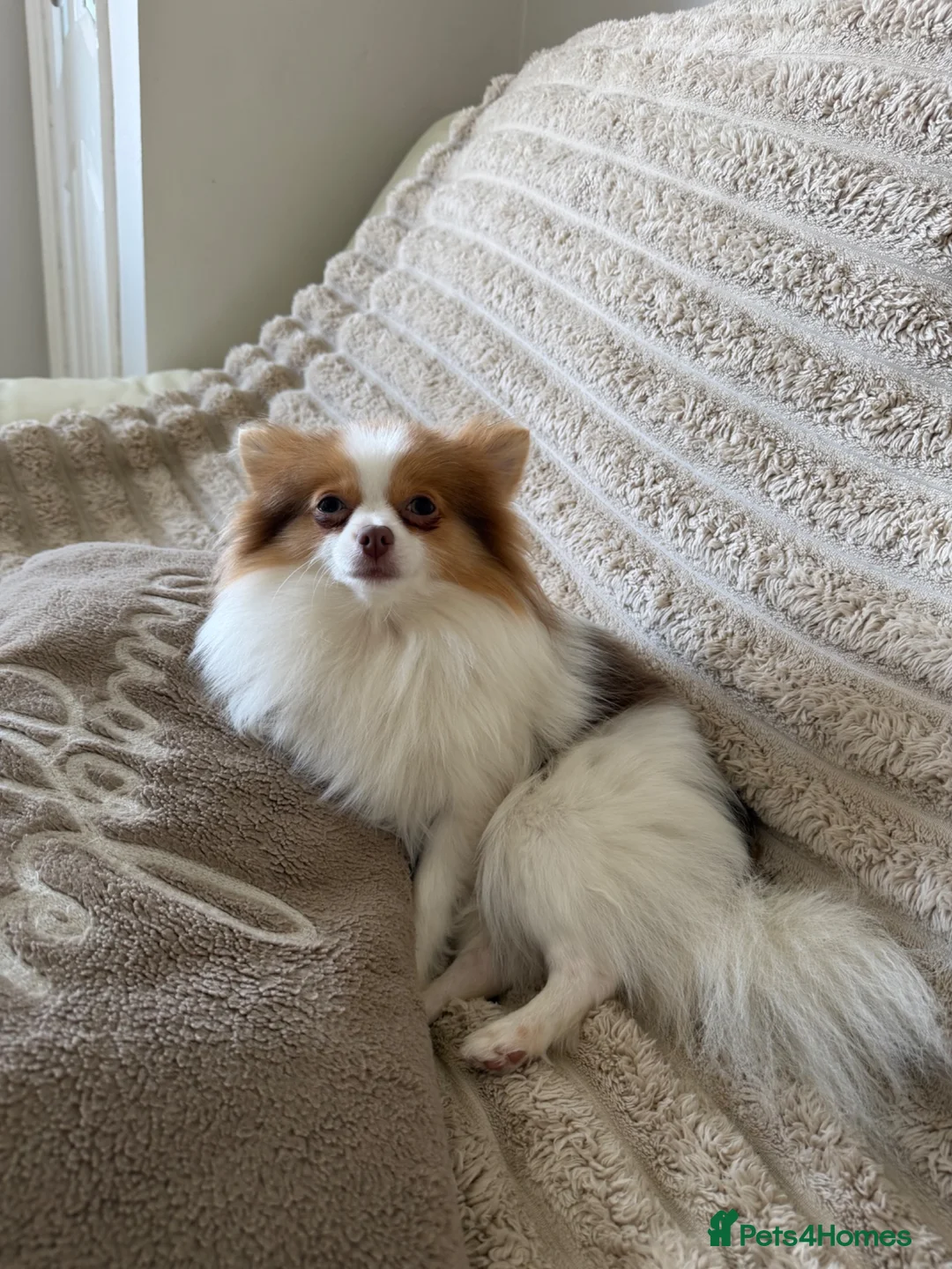 Pomeranian dogs for sale: Beautiful parti female - Advert 1