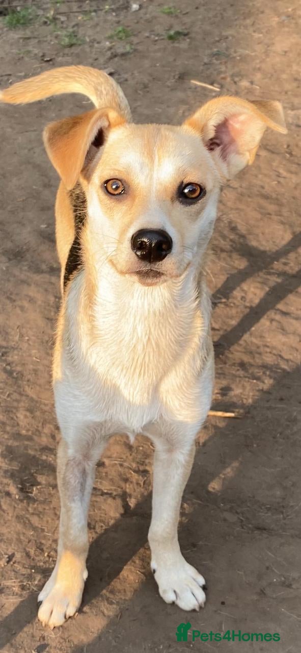 Mixed Breed dogs ❤️CARAMEL- 11 months old low-medium sunshine girl - Advert 1