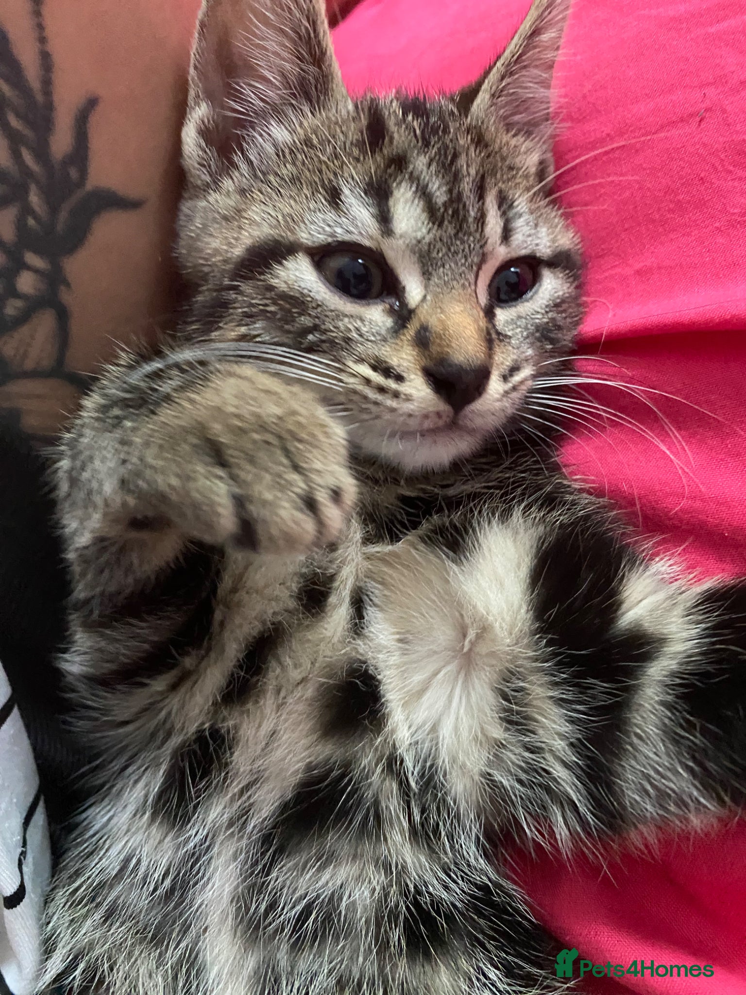 Bengal cats  Bengal kittens ❤️ ready for a home 🏡  - Advert 5