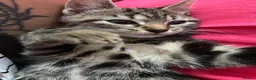 Bengal cats for sale:  Bengal kittens, ready to go! ❤️🏡 - Advert 4