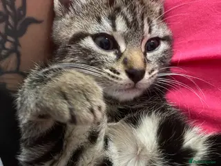 Bengal cats Bengal kittens, ready to go! ❤️🏡 - Advert 5