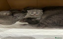 Scottish Fold cats for sale: Scottish fold  - Image 3