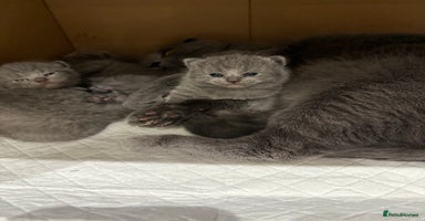 Scottish Fold cats - Advert 10