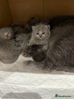 Scottish Fold cats - Advert 13