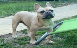 French Bulldog dogs for stud: Frenchie for Stud pure breed with papers - Image 1
