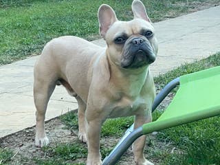 French Bulldog dogs Frenchie for Stud pure breed with papers - Advert 4