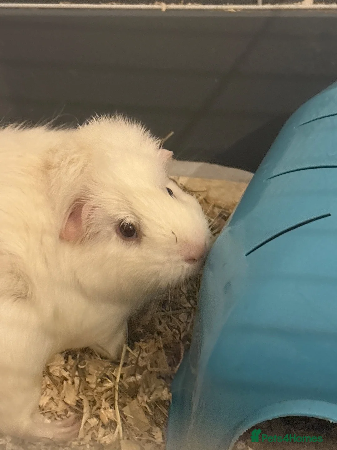 Guinea Pig rodents for sale: guinea pig for free no deposit completely free in London - Advert 1