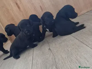 Doxiepoo dogs 6 doxiepoos - Advert 6