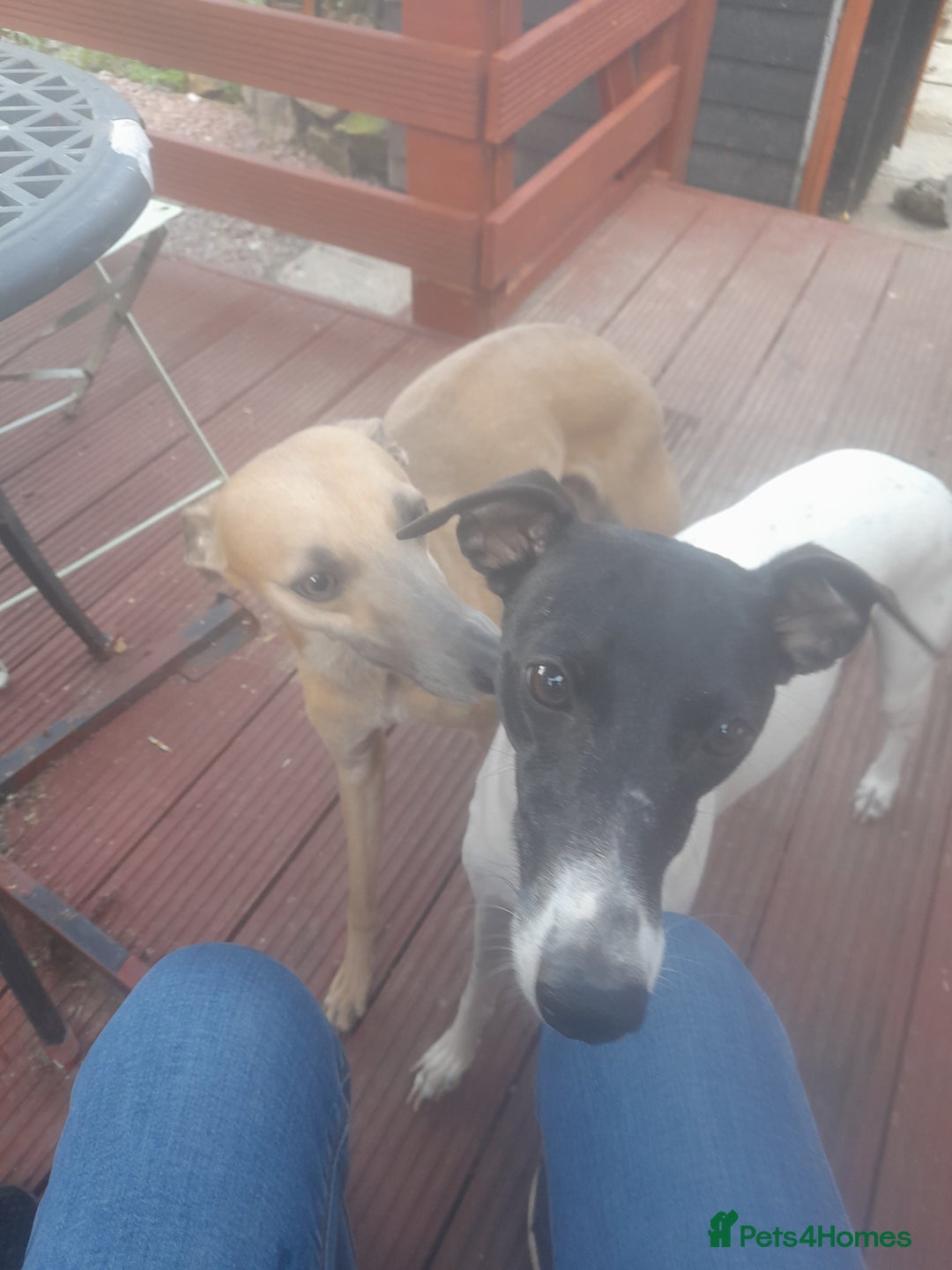Whippet dogs for sale: Kc registered whippet pups  - Image 7
