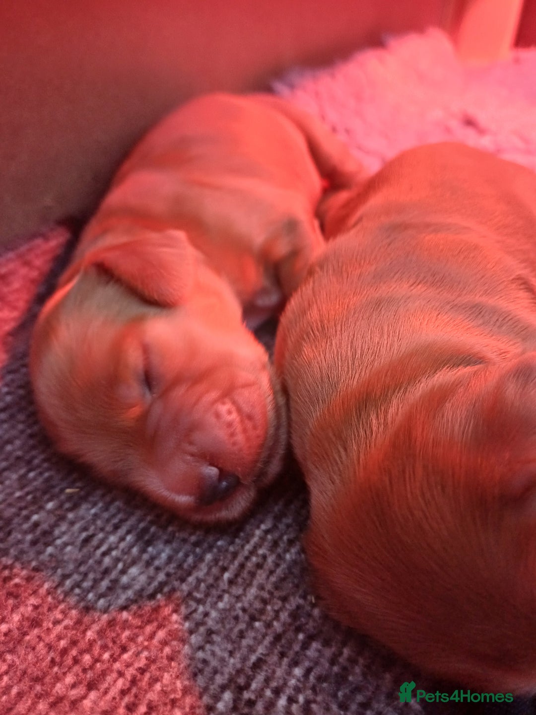 Cocker Spaniel dogs for sale: Outstanding health tested golden show cockers - Advert 14