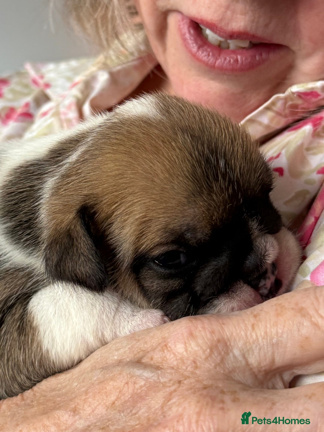 English Bulldog dogs for sale: KC Reg English Bulldog Pups - Image 26
