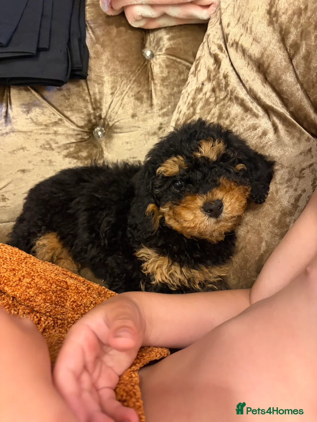 Cockapoo dogs for sale: Availible due to being let down  - Advert 5