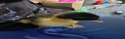 Mixed Breed birds for sale: Mix breed ducklins in Dymock - Advert 4