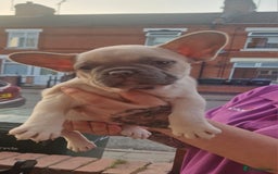French Bulldog dogs for sale: Beautiful brindle french-bulldog girl left!  - Image 15
