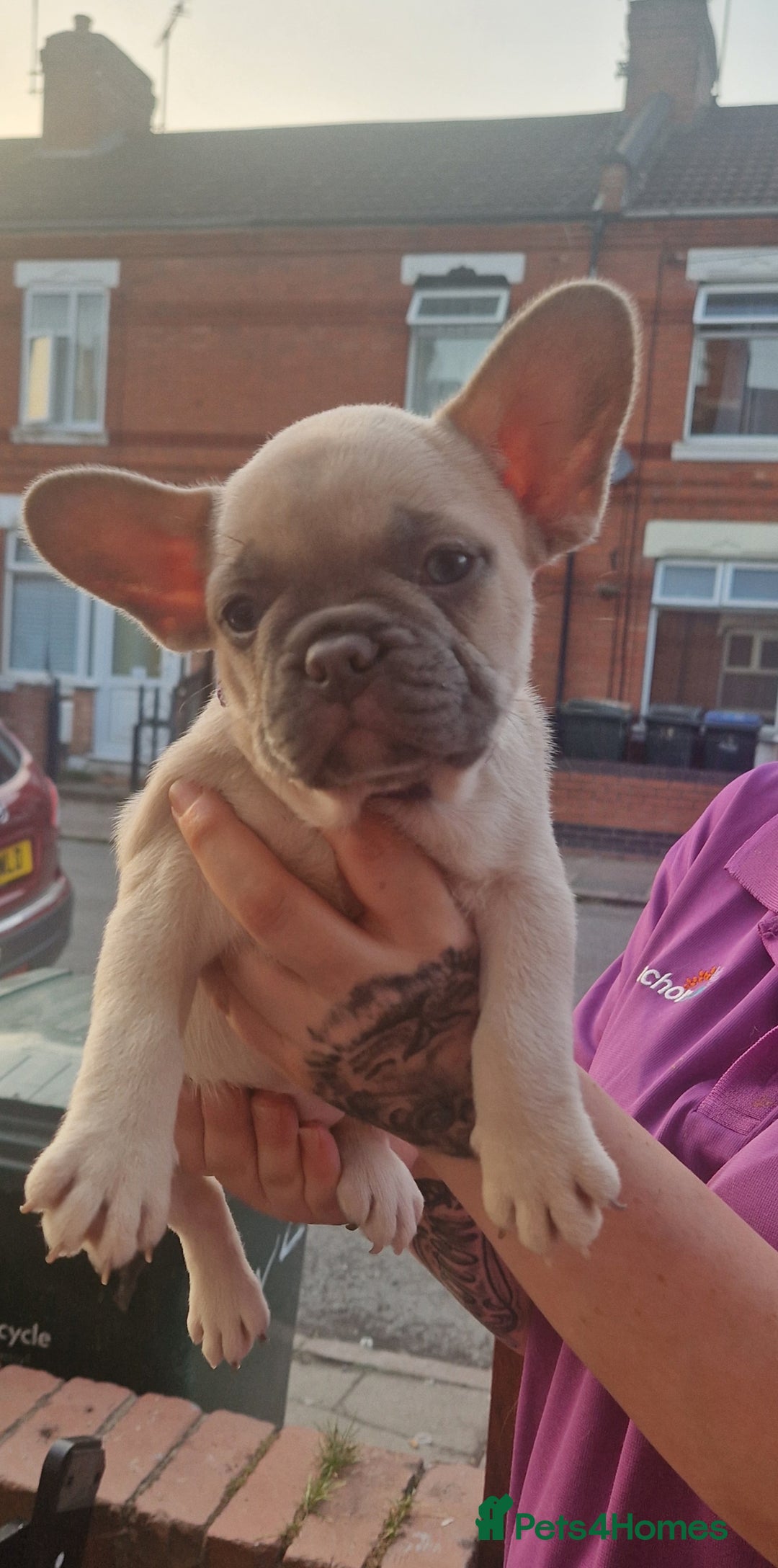 French Bulldog dogs for sale: Beautiful brindle french-bulldog girl left!  - Image 15