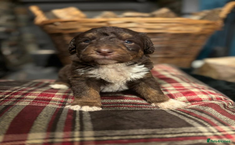 Bordoodle dogs Cuddly Miniature Bordoodles DNA Clear All Colours - Advert 1