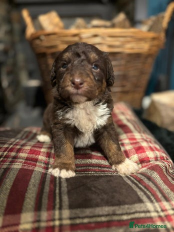 Bordoodle dogs Cuddly Miniature Bordoodles DNA Clear All Colours - Advert 1