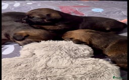 Border Terrier dogs for sale: Slem clear KC Registered  Border Terriers  - Image 8