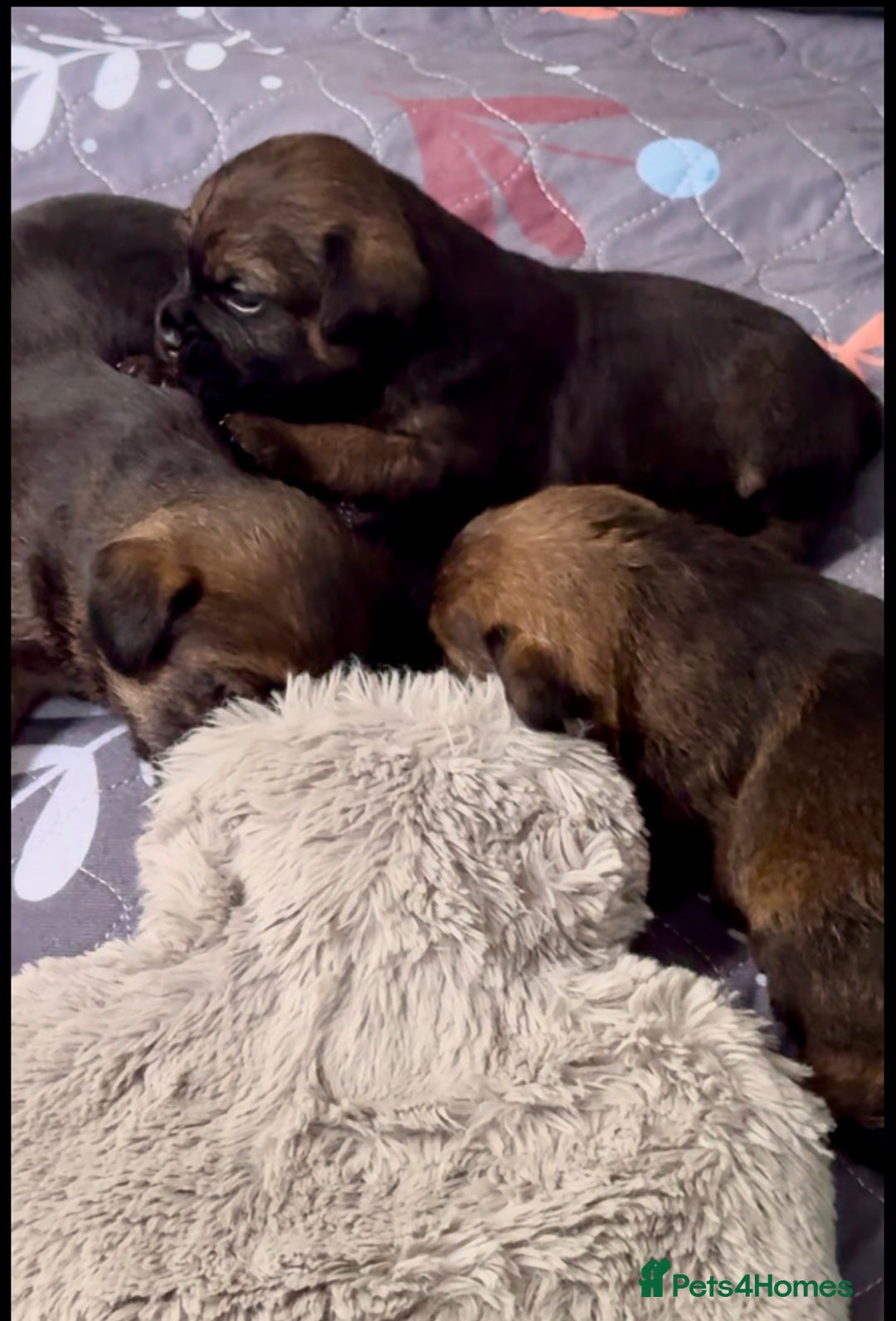 Border Terrier dogs for sale: Slem clear KC Registered  Border Terriers  - Image 8