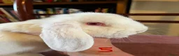Mini Lop rabbits for sale: Lovely Mini Lop Babies - Advert 18