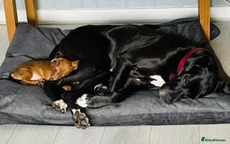 Great Dane dogs for sale: Female Great Dane  - Image 8