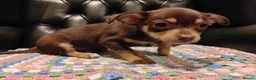 Chihuahua dogs for sale: Chihuahua Puppies for sale, Ready for loving homes - Advert 9