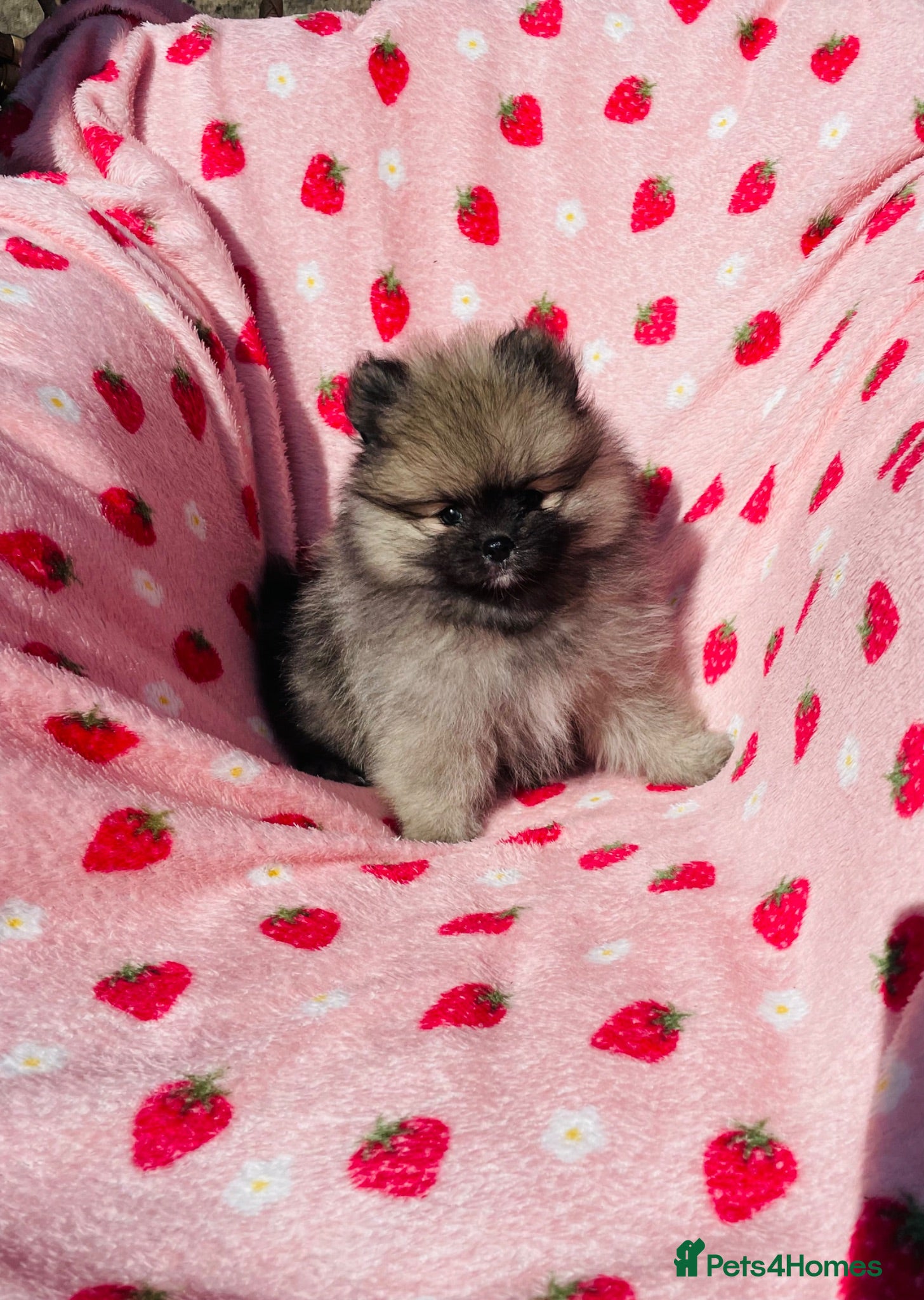 Pomeranian dogs 💙Ready now! Kc Teddy Bear Pomeranian💙 - Advert 5